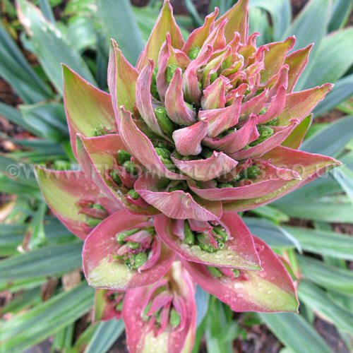 Big Photo of Beschornneria Yuccoides Fl