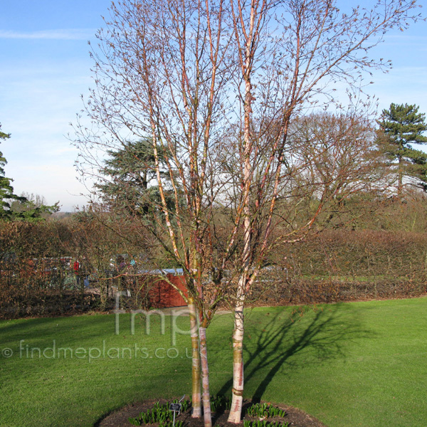 Big Photo of Betula Albosinensis Septentrionalis