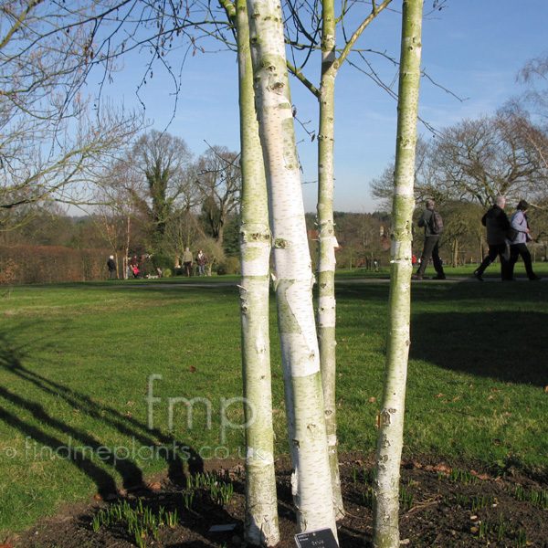 Big Photo of Betula Jaquemontii Stem