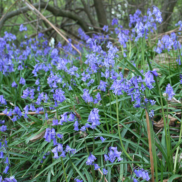 Big Photo of Bluebell