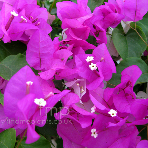 Big Photo of Bouganvillia