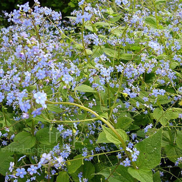 Big Photo of Brunnera Langtrees