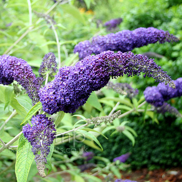 Big Photo of Buddleja Adokeep