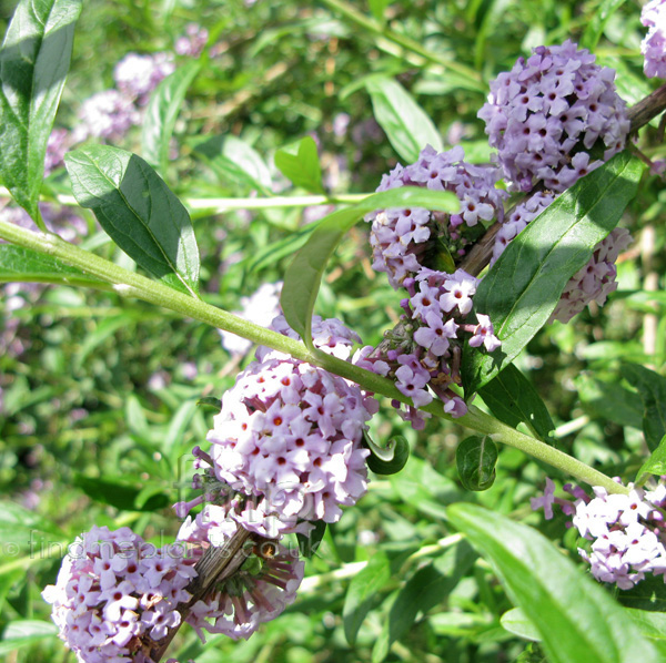 Big Photo of Buddleja Alternifolia Fl