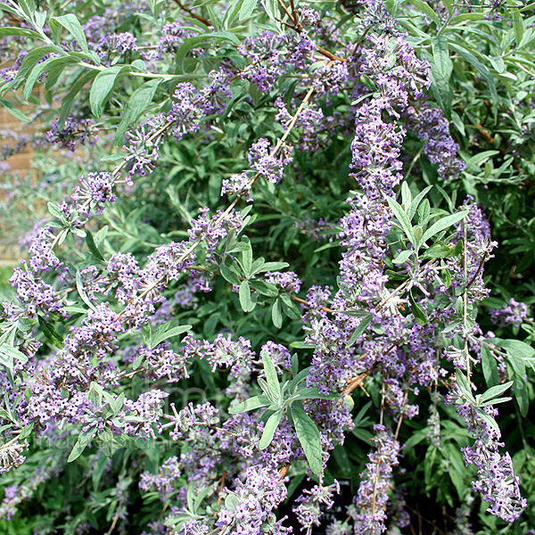 Big Photo of Buddleja Argentea