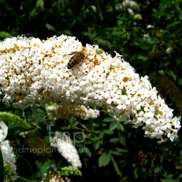 Big Photo of Buddleja Davidii Peace Fl