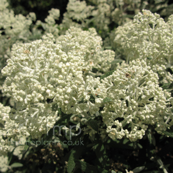 Big Photo of Buddleja Loricata Fl