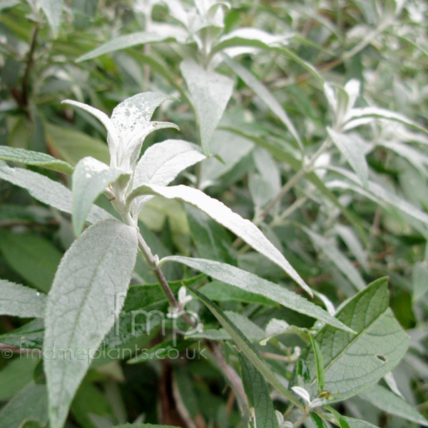 Big Photo of Buddleja Pixieblue Lf