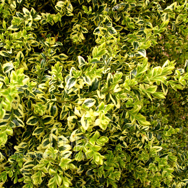 Big Photo of Buxus Sempervirens Elegantissima