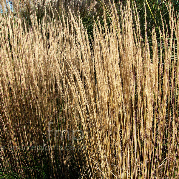 Big Photo of Calamagrostis Hortorum