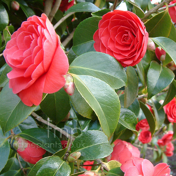 Big Photo of Camellia Coquetti