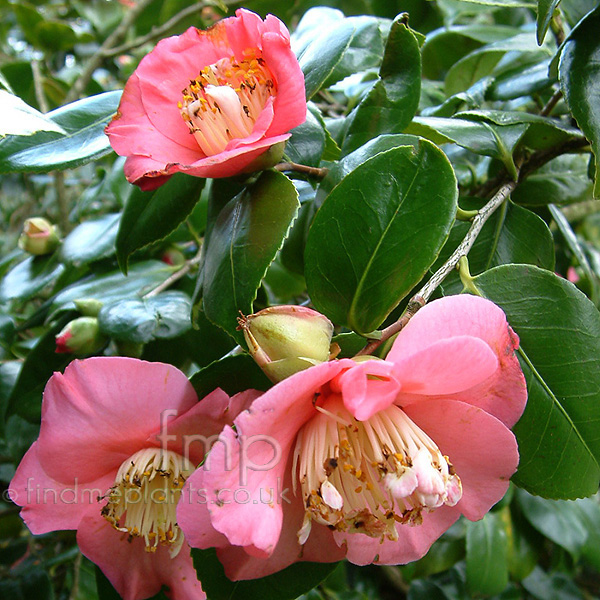Big Photo of Camellia Hinomaru