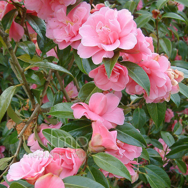 Big Photo of Camellia Leonardmessel