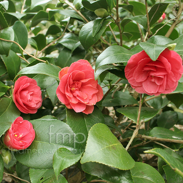 Big Photo of Camellia Marguerita Coleoni