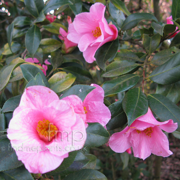 Big Photo of Camellia Marychritian
