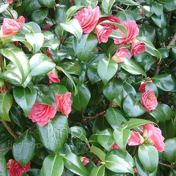 Big Photo of Camellia Rubescensmajor