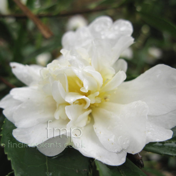 Big Photo of Camellia Snowflurry Fl