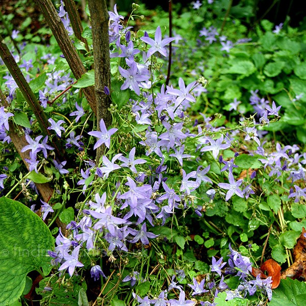 Big Photo of Campanula Bluewaterfall