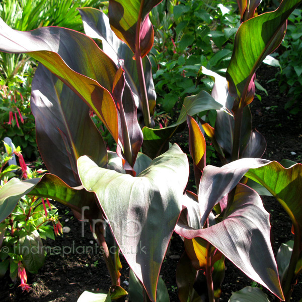 Big Photo of Canna Brightonorange