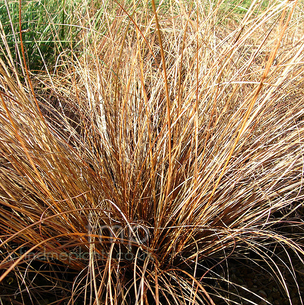 Big Photo of Carex Comans Bronze Form