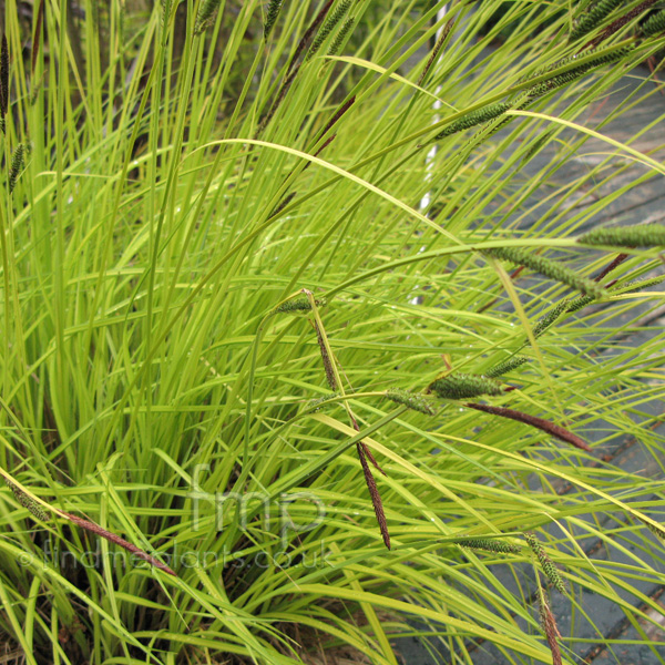 Big Photo of Carex Elata Aurea Lf