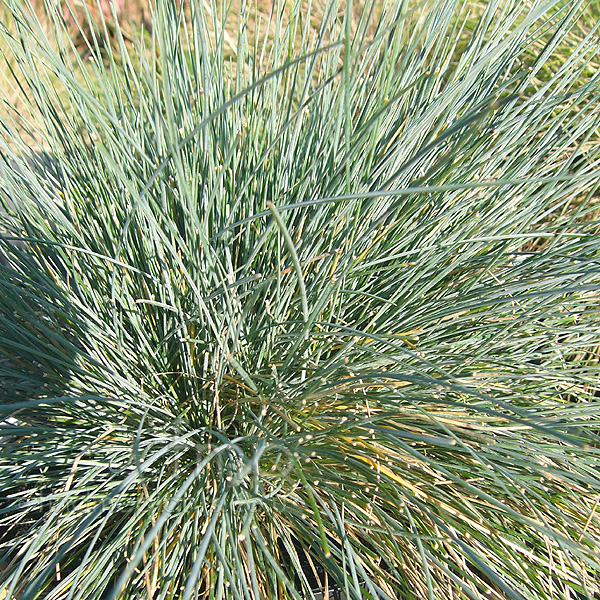 Big Photo of Carex Elijahblue