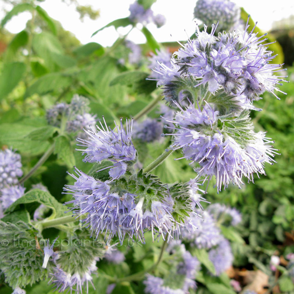 Big Photo of Caryopteris Nepetifolia Fl