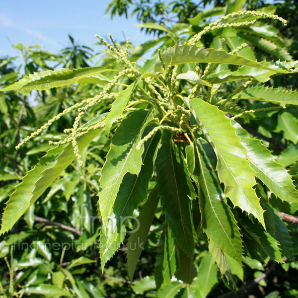 Big Photo of Castanea Sativa Lf