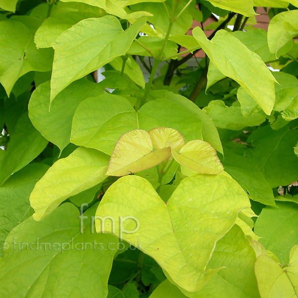 Big Photo of Catalpa Bignonioides Aurea