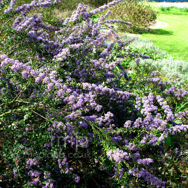 Big Photo of Ceanothus Blue Jeans
