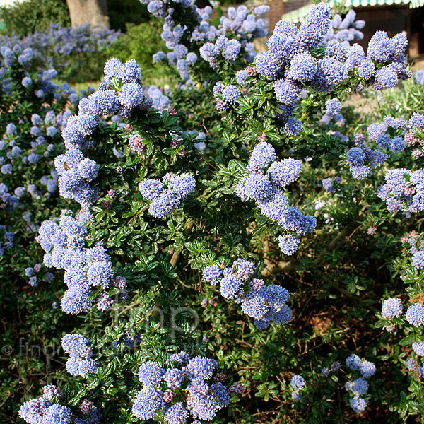 Big Photo of Ceanothus Blue Mound