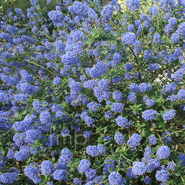 Big Photo of Ceanothus Tildenpark