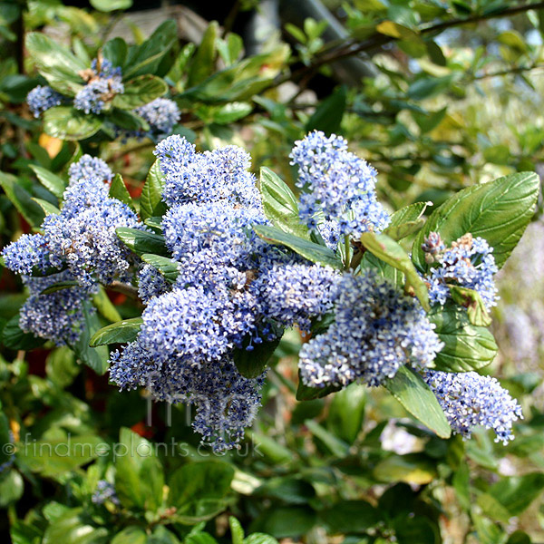 Big Photo of Ceanothus Trewithen Blue