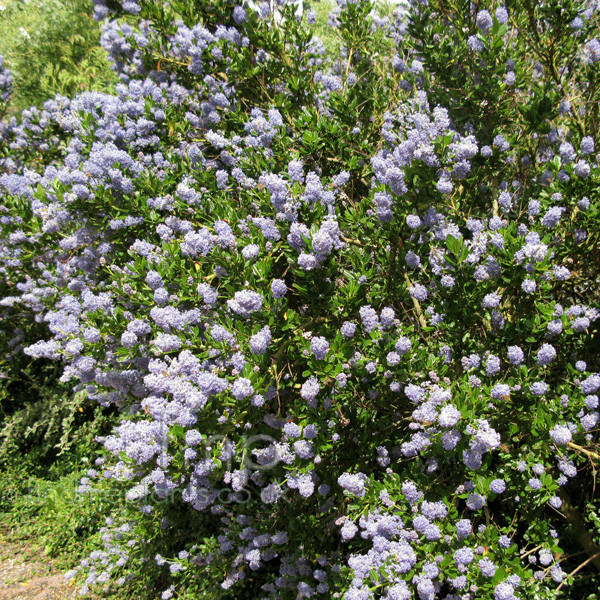 Big Photo of Ceanothus Victoria