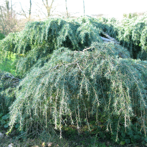 Big Photo of Cedrus Deodara Feelinblue