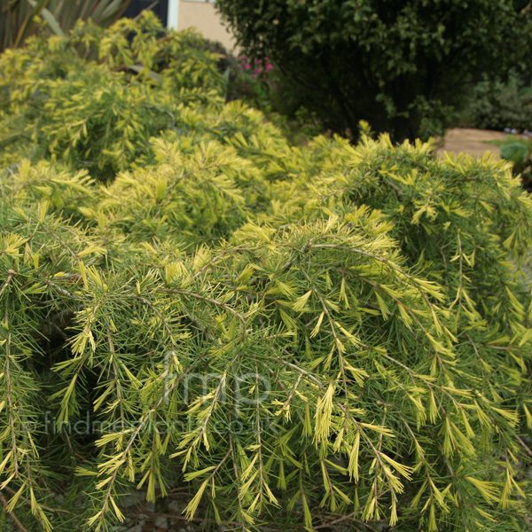 Big Photo of Cedrus Deodra Goldenhorizn