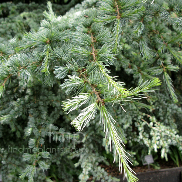 Big Photo of Cedrus Libani Glauca Lf