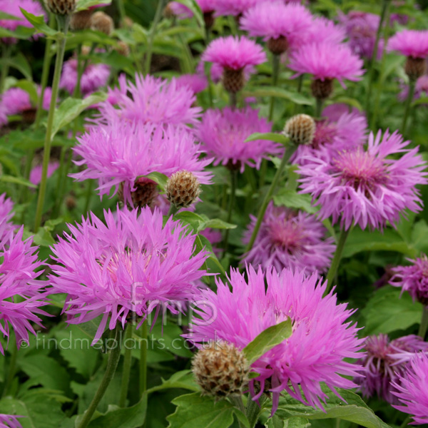 Big Photo of Centaurea Dealbata Johncoutts Fl
