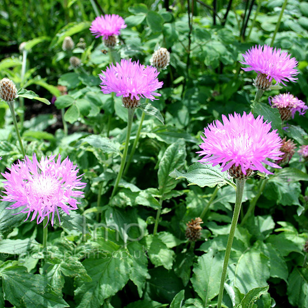 Big Photo of Centaurea John Coutts