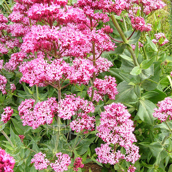 Big Photo of Centranthus