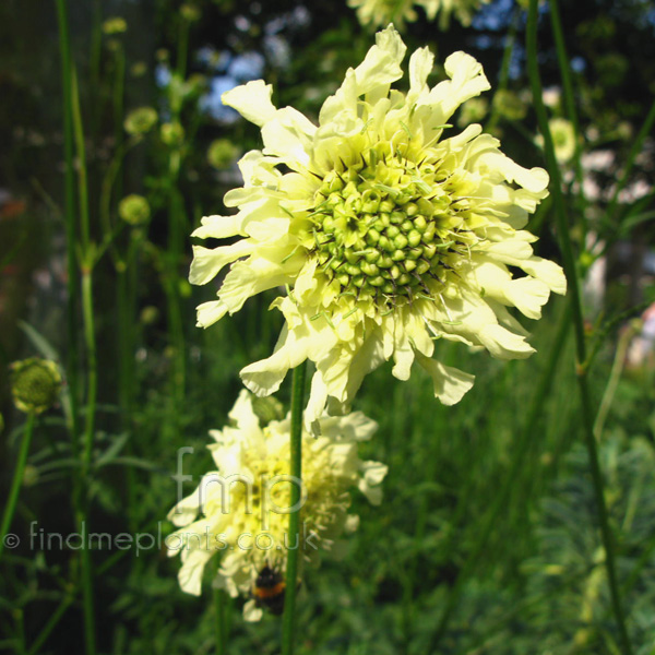 Big Photo of Cephalaria Gigantea Fl