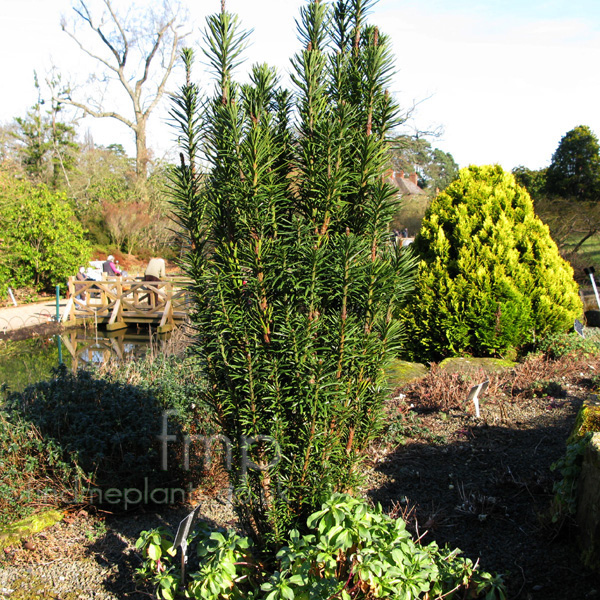 Big Photo of Cephalotaxus Harringtonii Fastigiata
