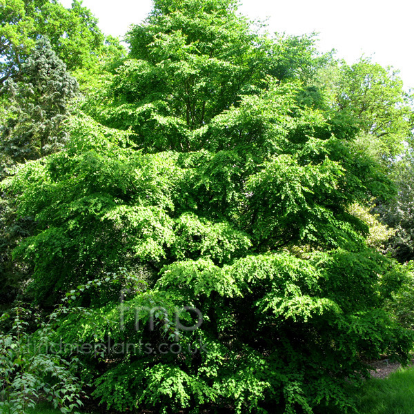 Big Photo of Cercidiphyllum Japonicum Miquelianum