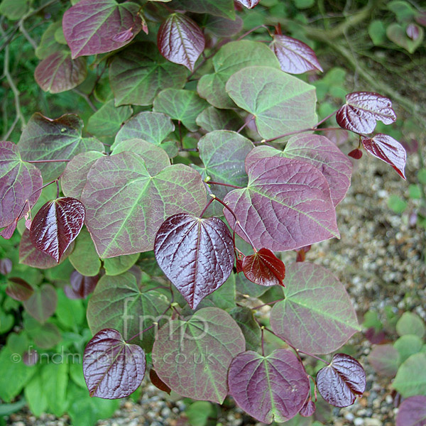 Big Photo of Cercis Forest Pansy