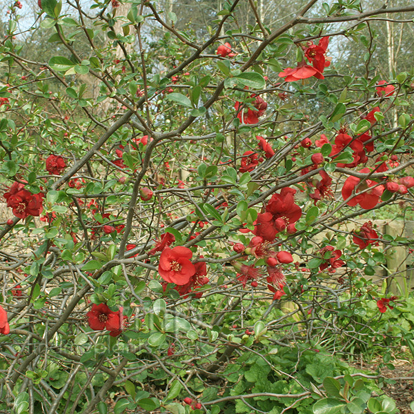 Big Photo of Chaenomeles Nicoline