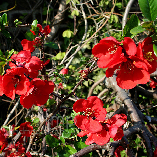 Big Photo of Chaenomeles Superba Rowalla