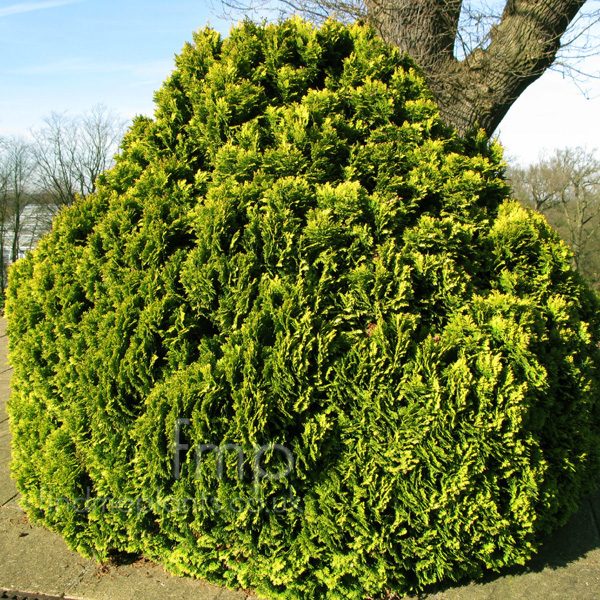 Big Photo of Chamaecyparis Lawsoniana Minimaaurea