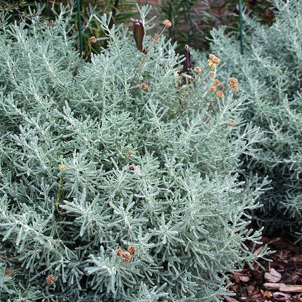 Big Photo of Chamaecyparissus Nana