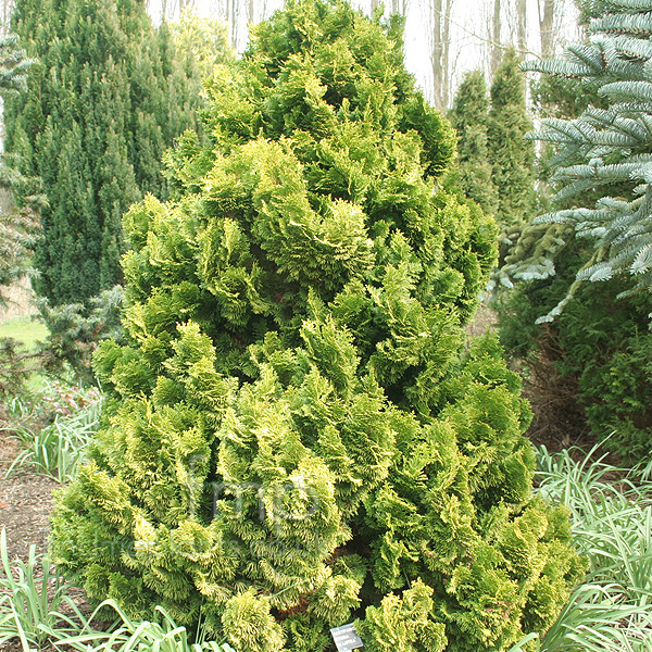 Big Photo of Chanaecyparis Obtusa Lutea