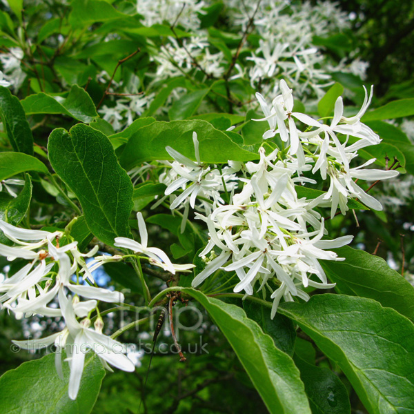 Big Photo of Chionanthus Retusus Fl